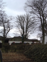  tractor winch to pull a large sycamore away from wall, barn and power lines (switched off) ...